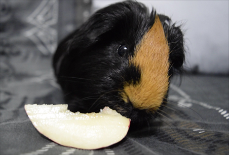 Brownie comiendo fruta