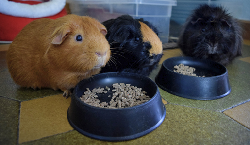 Trisqui, Brownie y Kovu comiendo pienso