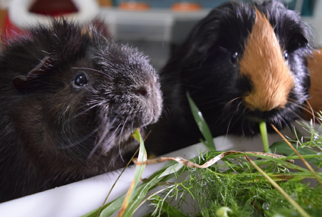 Kovu y Brownie comiendo plantas