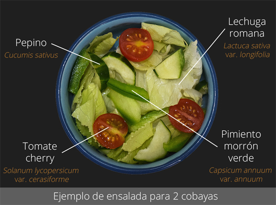 Ejemplo de ensalada para 2 cobayas