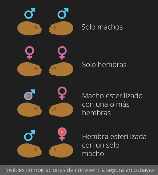 Posibles combinaciones de convivencia segura