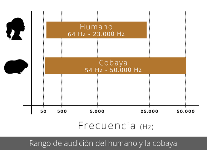 Rango de audición del humano y la cobaya