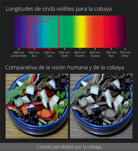 Colores percibidos por la cobaya