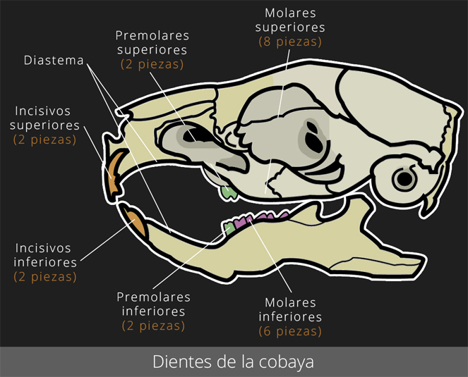 Dientes de la cobaya