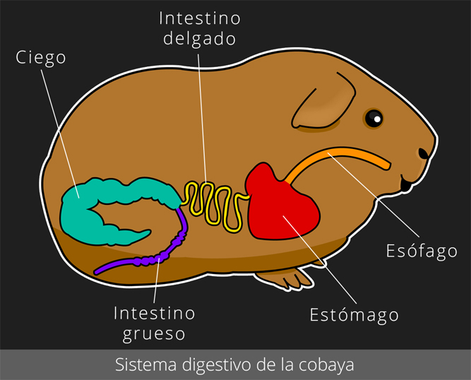 Sistema digestivo de la cobaya