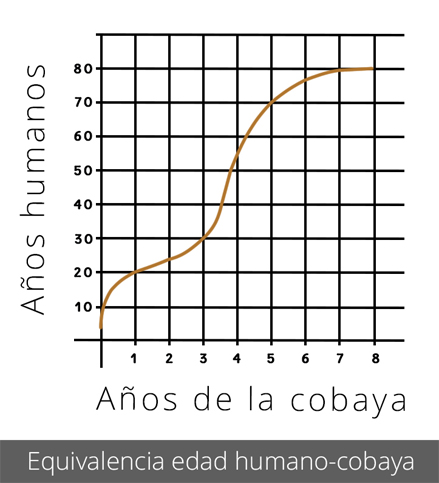 Equivalencia edad humano-cobaya