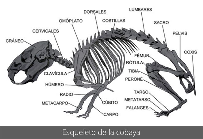 Esqueleto de la cobaya