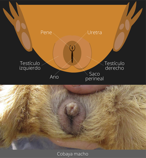 Cobaya macho