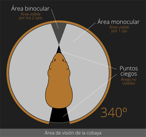 Área de visión de la cobaya