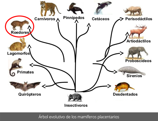 Árbol evolutivo de los mamíferos placentarios