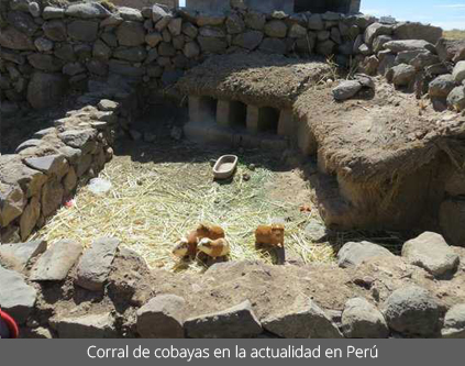 Corral de cobayas en la actualidad en Perú