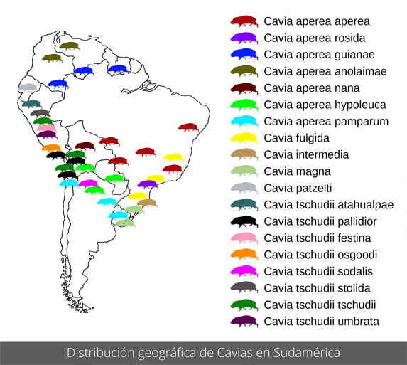 Distribución geográfica de Cavias en Sudamérica
