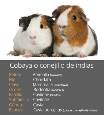 Ficha de la cobaya