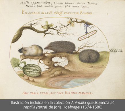 Ilustración de una cobaya datada de 1574-1580