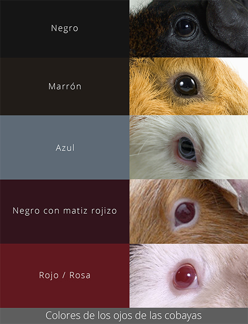 Colores de los ojos de las cobayas