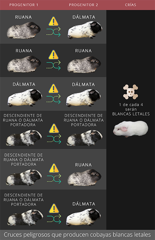 Cruces peligrosos que producen cobayas blancas letales