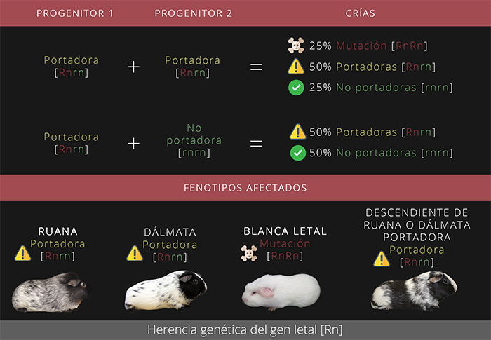 Herencia genética del gen letal [Rn]