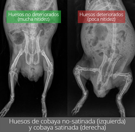 Comparativa de los huesos de cobaya no-satinada y cobaya satinada