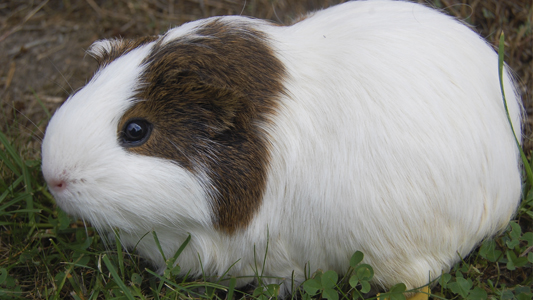 Cobaya americana