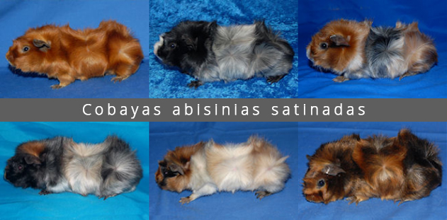 Cobayas abisinias satinadas