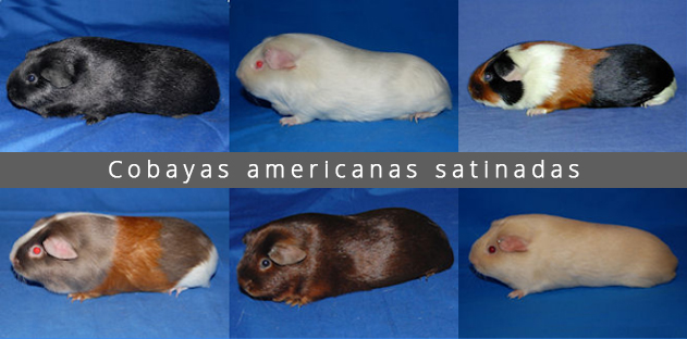 Cobayas americanas satinadas