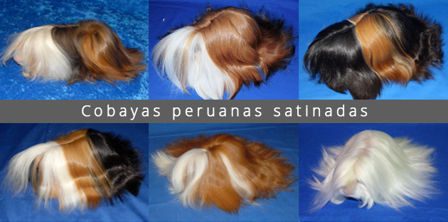 Cobayas peruanas satinadas