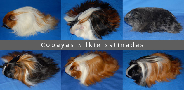 Cobayas Silkie satinadas