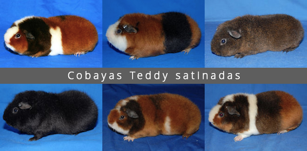 Cobayas Teddy satinadas