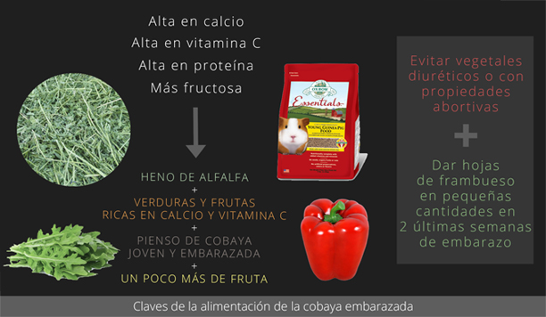 Claves de la alimentación de la cobaya embarazada