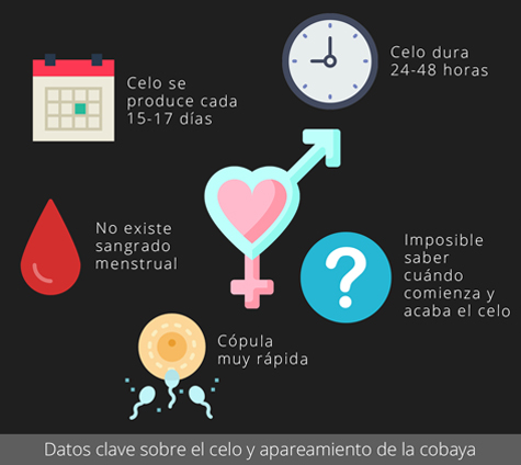 Datos clave sobre el celo y apareamiento de la cobaya