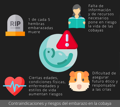 Contraindicaciones y riesgos del embarazo de la cobaya