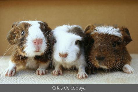 Crías de cobaya