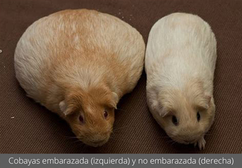 Cobayas embarazada (izquierda) y no embarazada (derecha)