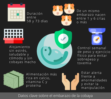 Datos clave sobre el embarazo de la cobaya