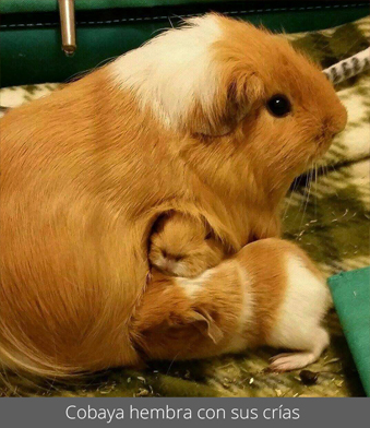 Cobaya hembra con sus crías