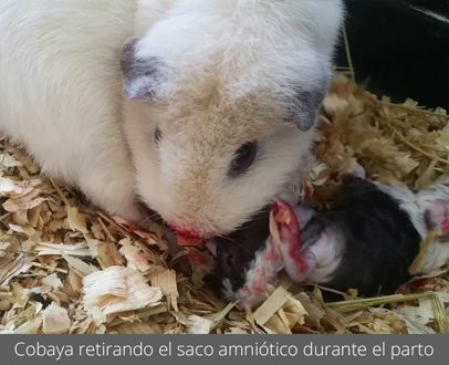 Cobaya retirando el saco amniótico durante el parto