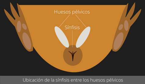 Ubicación de la sínfisis entre los huesos pélvicos