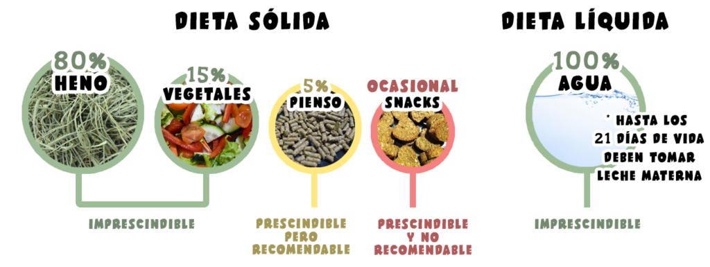 Porcentajes de heno, verduras, pienso y snacks en la dieta de las cobayas