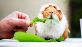 Cobaya comiendo hierbas y plantas
