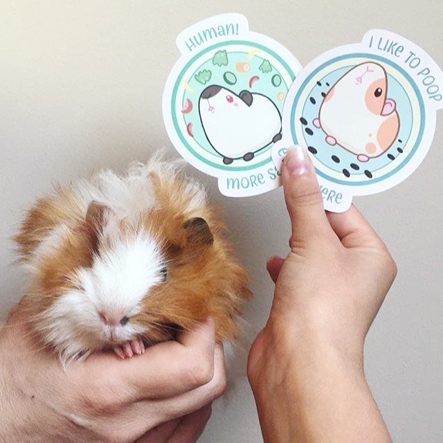 Cobaya y stickers del refugio Cobaya y stickers del refugio