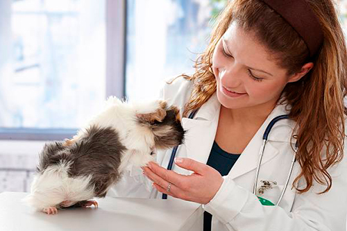 Cobaya que no se mueve ni come en el veterinario