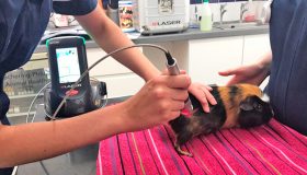 Cobaya en sesión de laserterapia o K-Laser