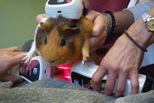 Laserterapia en cobaya para problemas urinarios