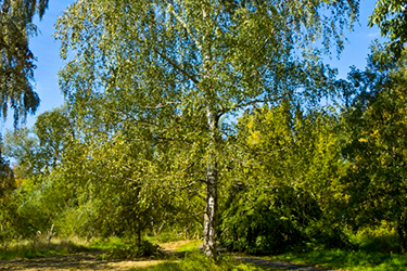 Madera de abedul para cobayas