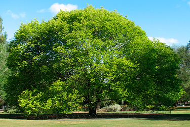 Madera de álamo para cobayas