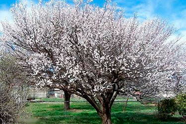 Madera de albaricoquero para cobayas