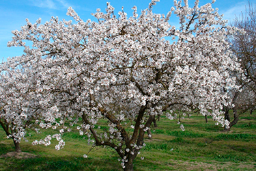 Madera de almendro para cobayas