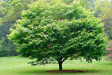 Madera de avellano para cobayas