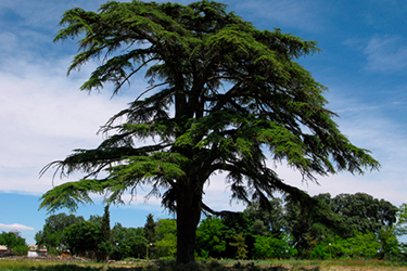 Madera de cedro para cobayas