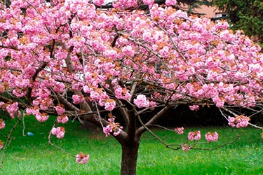 Madera de cerezo para cobayas